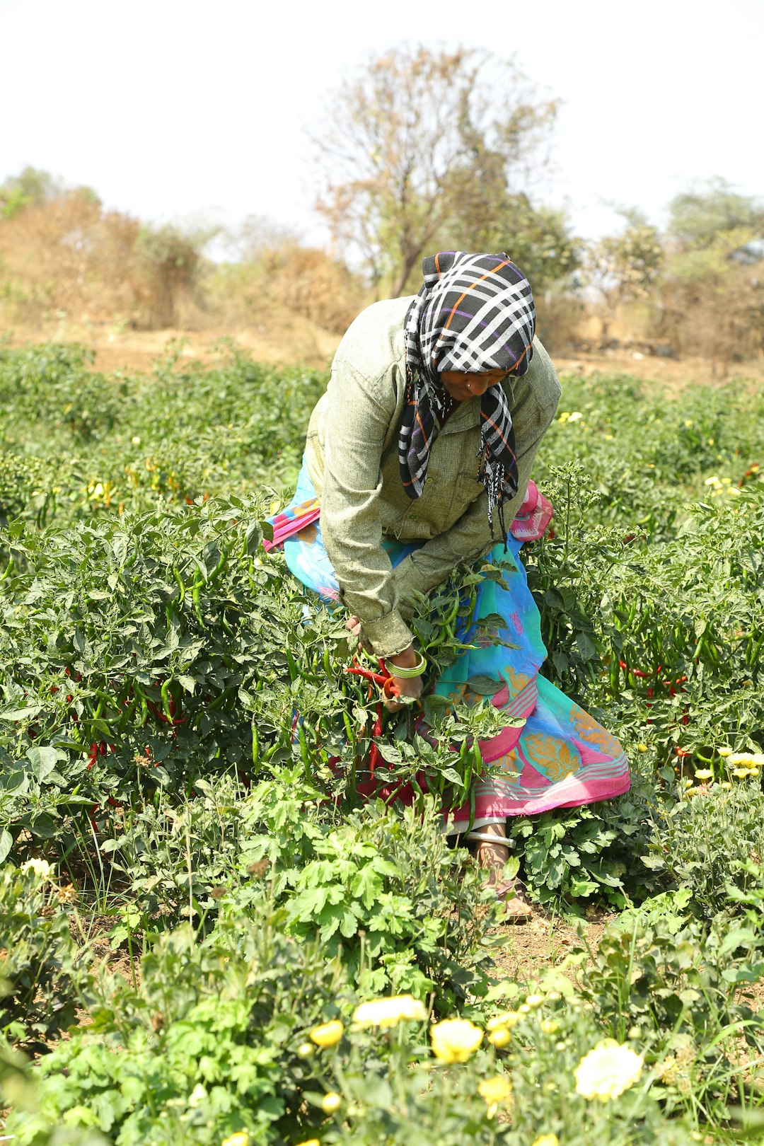 Farmers in India