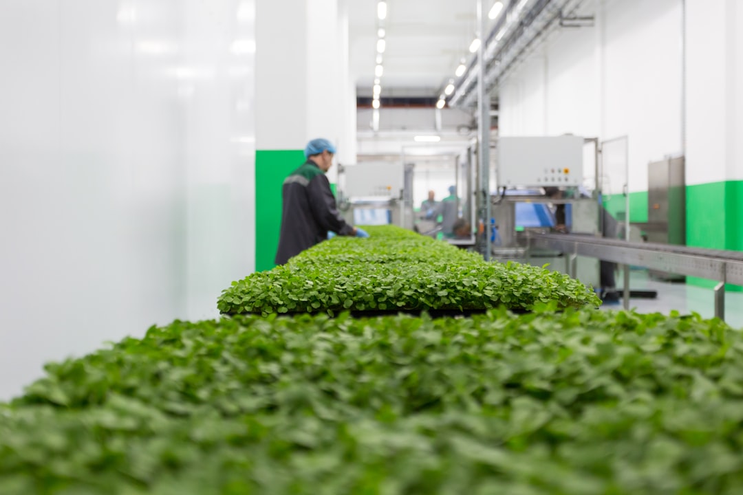 Greens grown on an urban farm are being prepared for cutting and packaging